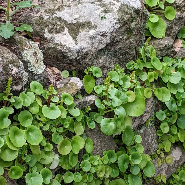 Nombril de Vénus Bettina Bauer