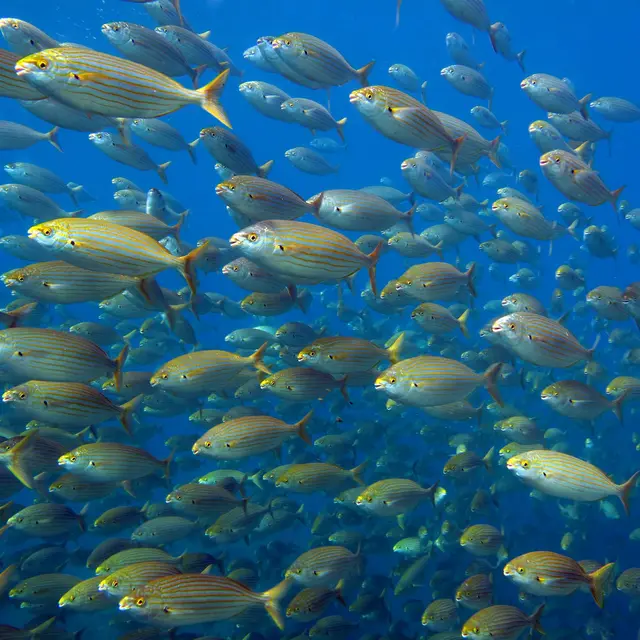 Parc Naturel Marin du Golfe du Lion 1