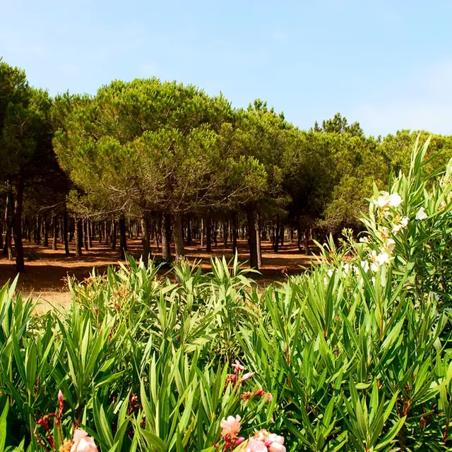 PORT BARCARES PINEDE