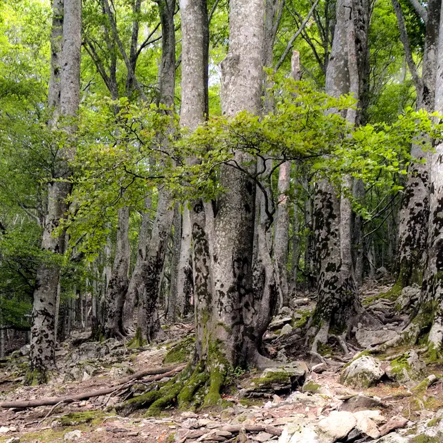 RNN FORET DE LA MASSANE  1