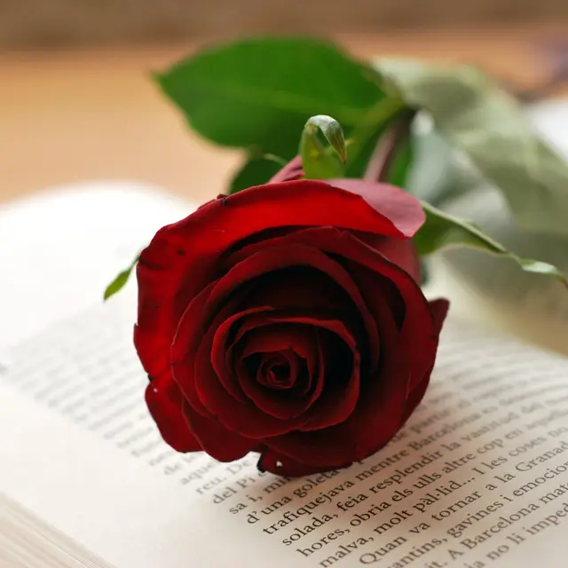 TORREILLES FMA VISUEL SANT JORDI