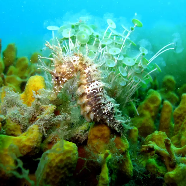 aquatile4-argeles-2016