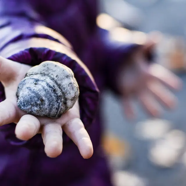 Atelier enfant coquillage