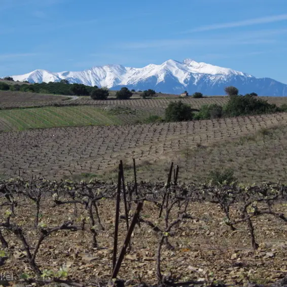 Vignes