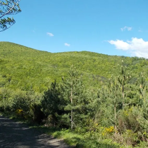 Forêt de Boucheville_1