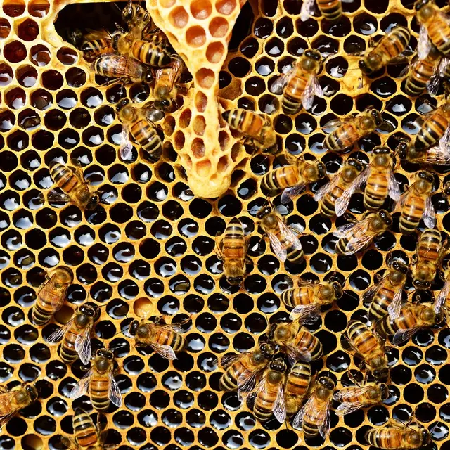 honey-bees-337695_1280