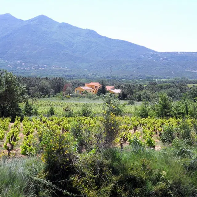 Le mas perdu dans les vignes_1