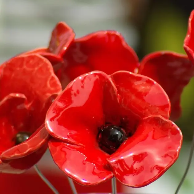 jackmac34-poppies-808319_1280
