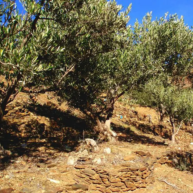 les Oliveraies de la Baillaury 0