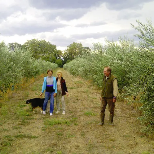 mas-d'en-fabre-oliveraie-ille-sur-tet-web