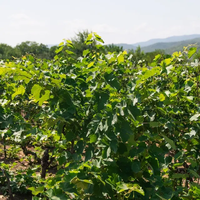 Vignes