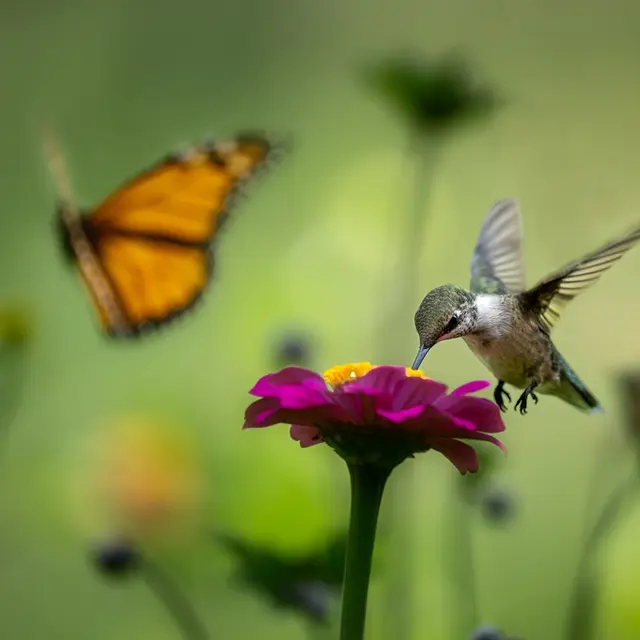 Nature
