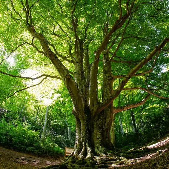 L'arbre remarquable_1