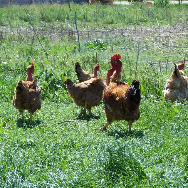 TORREILLES COMMERCE AUX SAVEURS PAYSANNES