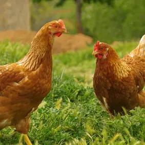 64228_poulet-bio