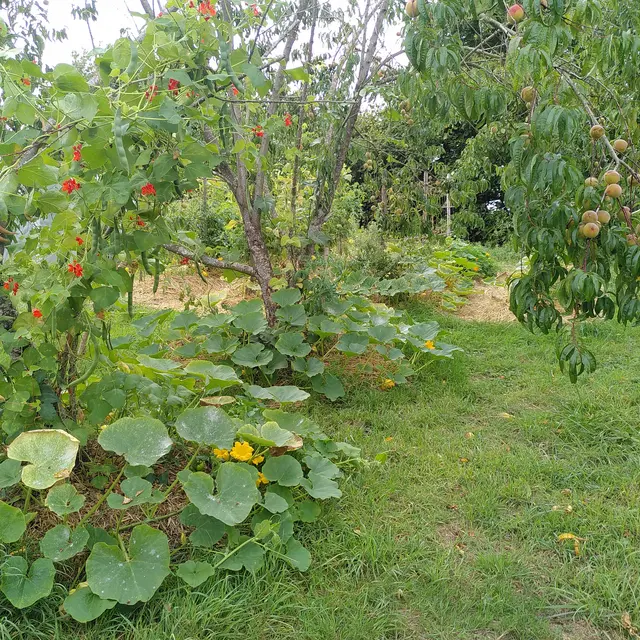 Potager
