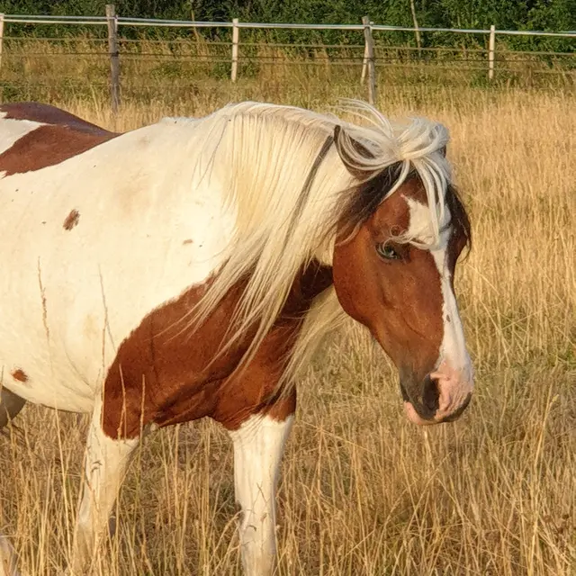 La Licorne Verte