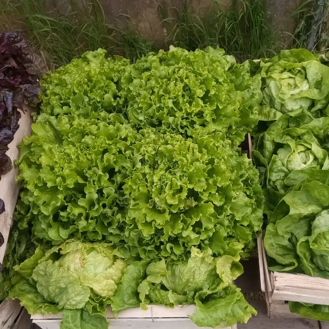 Guiard - légumes Ambrières les vallées 53 Mayenne 4