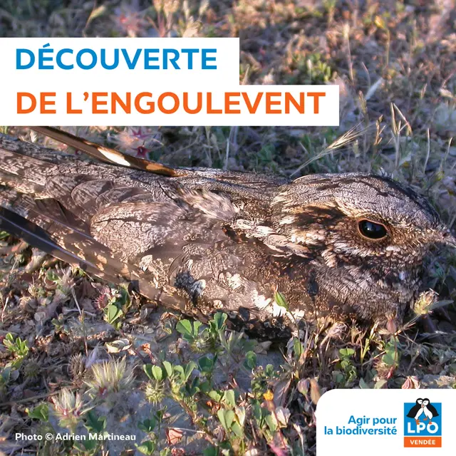 Sortie LPO