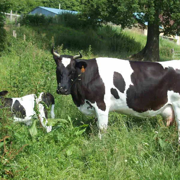DEG72-Ferme-Héliacynthe-1
