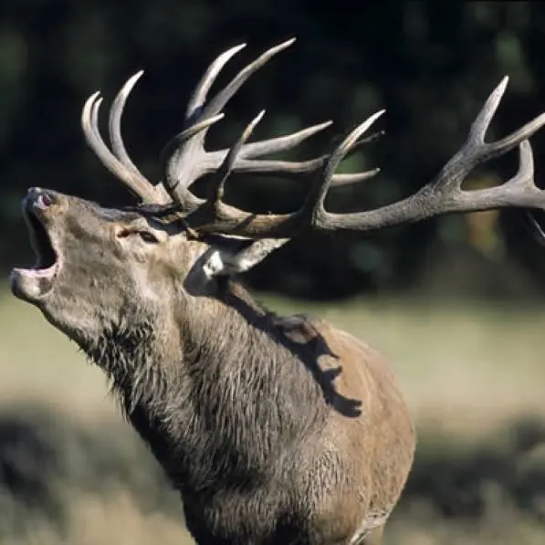 Cerf-2 (1)