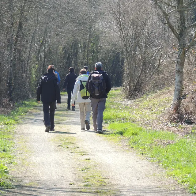 Sentier du loup dans les fougères