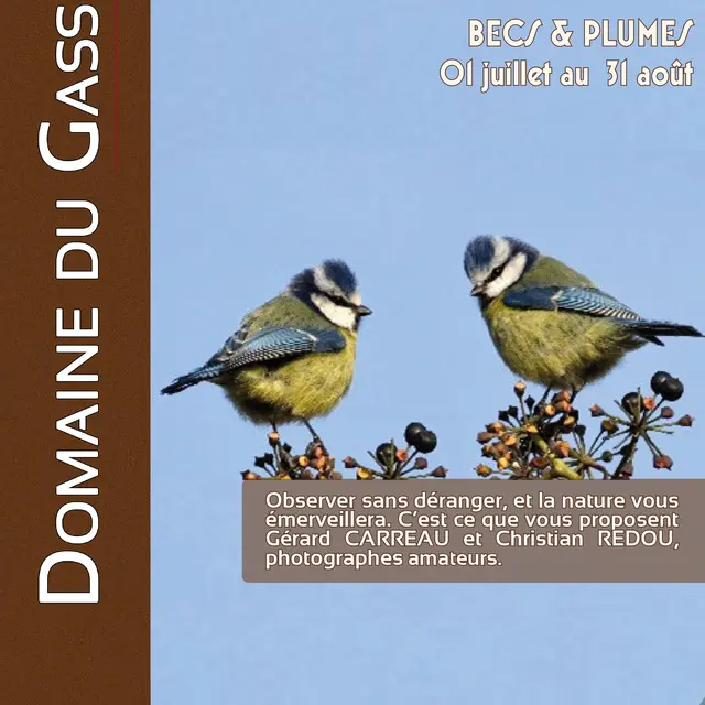 Expo Gasseau juillet et août Becs et Plumes