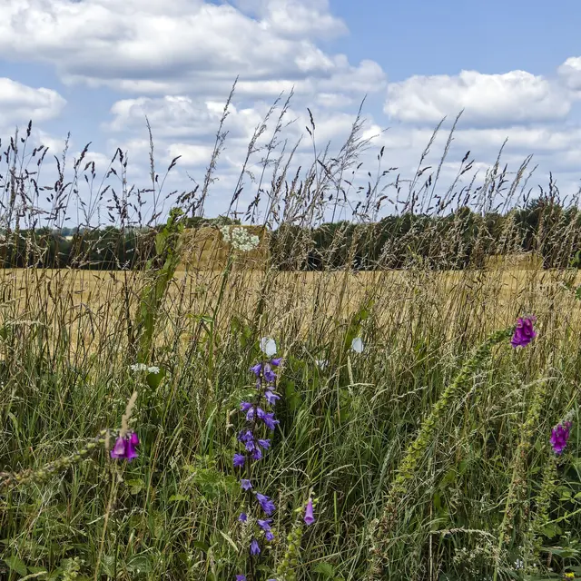 Fougerolles-du-plessis---Bocage-Mayennais-rev-JY-Guyard--15-