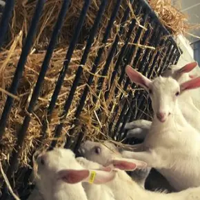 HEROS DU TERROIR - FERME DES PETITS CAPRICES 2