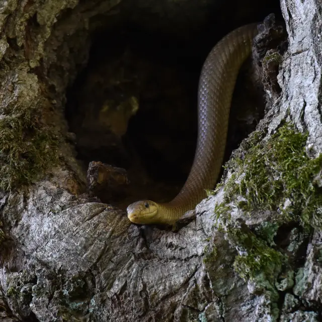Couleuvre d'esculape