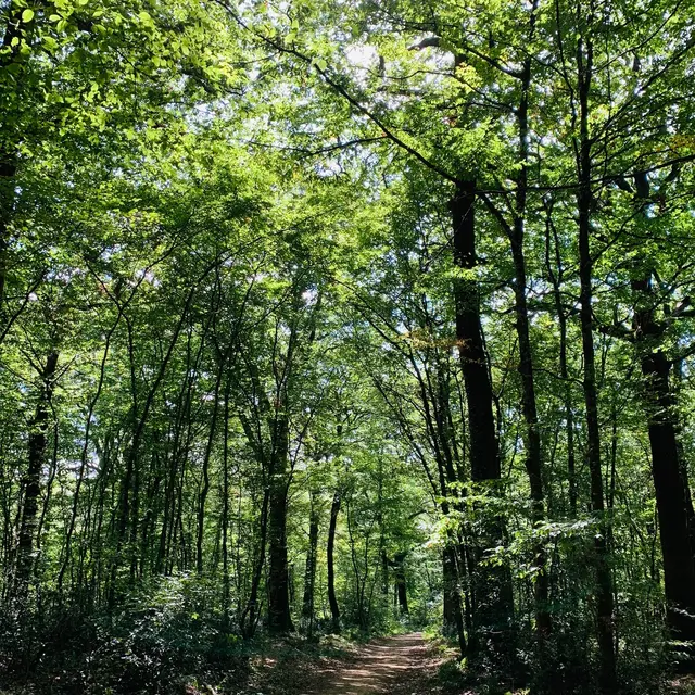 forêt de Mervent