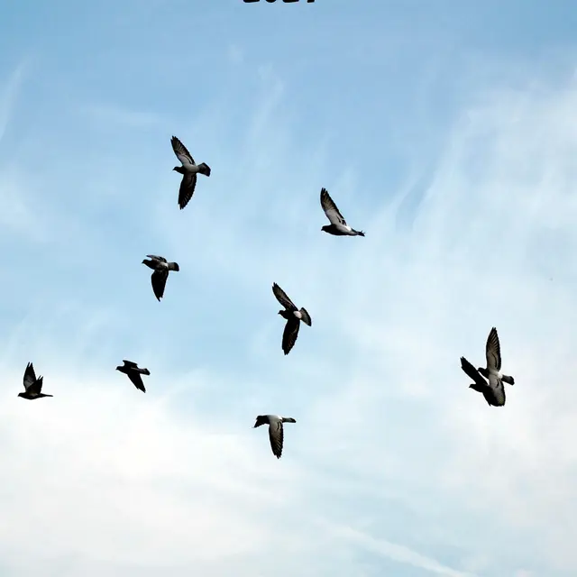 La vocalisation des oiseaux