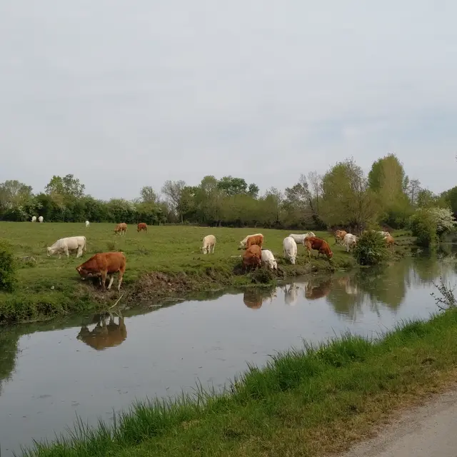 Aire de pique-nique au bord de la Sèvre