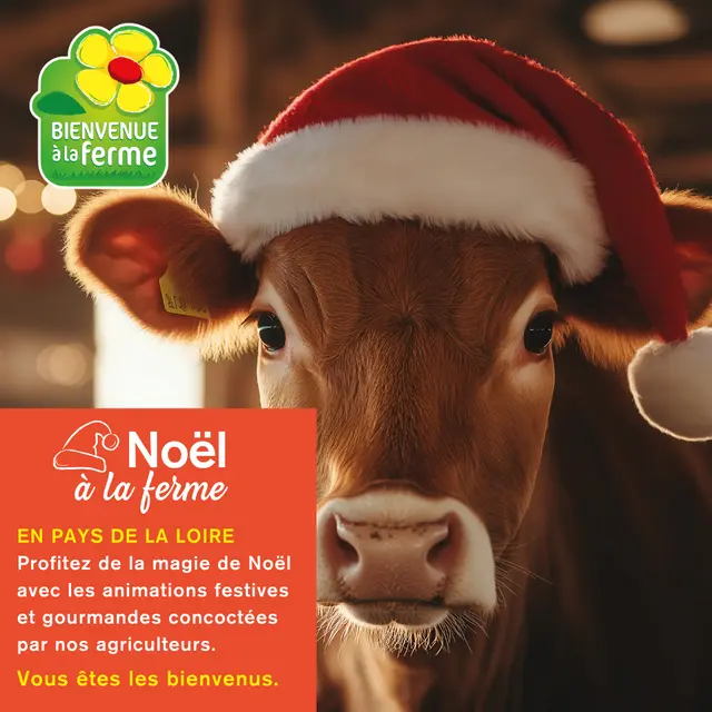 NOEL BAF - Instagram - 1