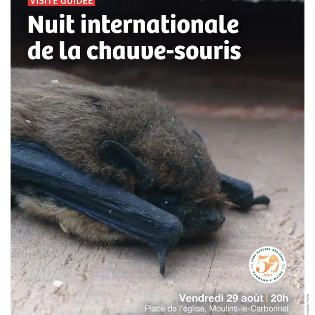 Nuit chauve-souris ABC HSAM 29 08