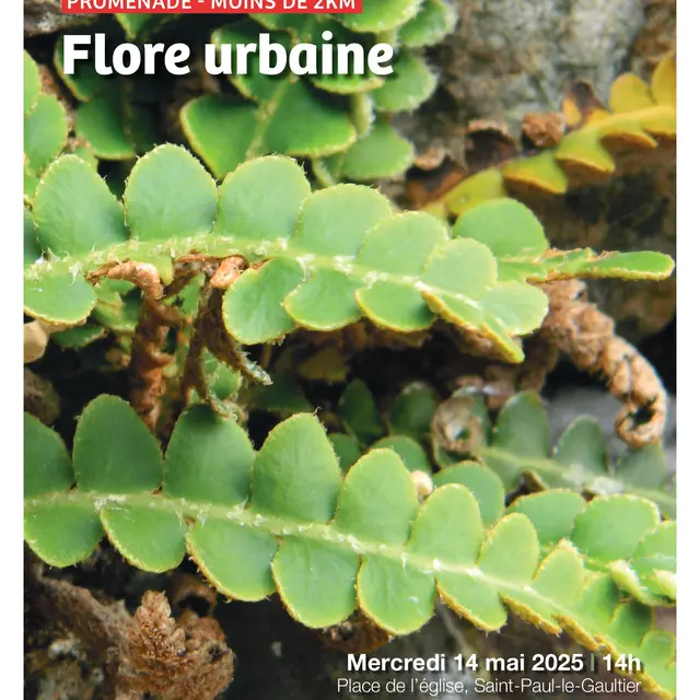 Sortie ABC HSAM Faune urbaine 14 05