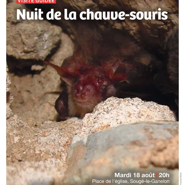Sortie ABC HSAM Nuit de la chauve-souris 18 08 Sougé