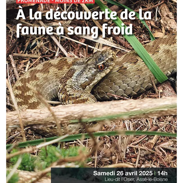 Sortie ABC faune au sang froid Assé le Boisne 26 04
