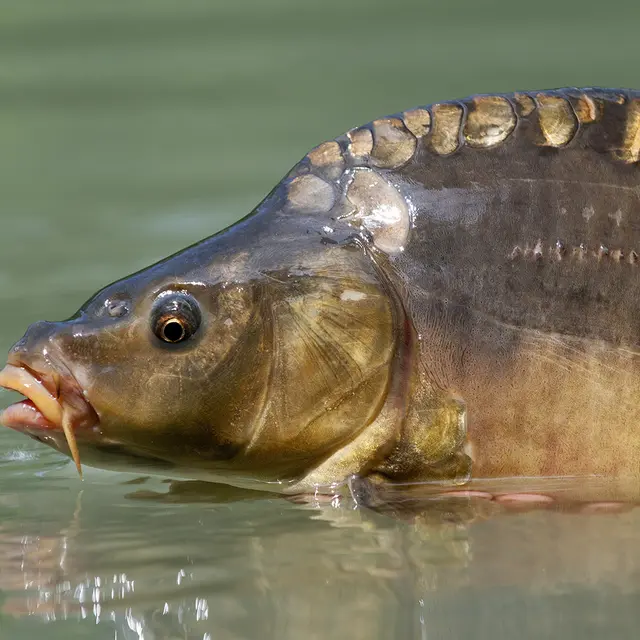 Stage pêche