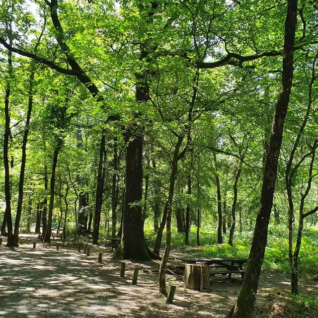 aire-de-pique-nique-foret-mervent-l-ermite-85200-1