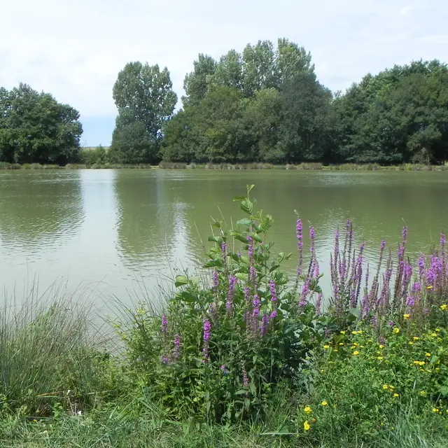 aire de pique nique3-st valerien-85