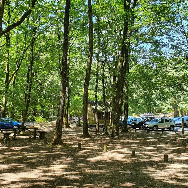 aire-de-pique-saint-luc-l-orbrie-foret-de-mervent-85200- (2)