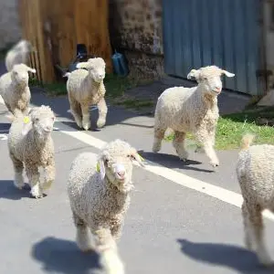 Chêvres angoras à l'asinerie du bois gamats
