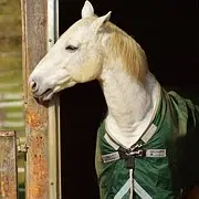 cheval et écurie