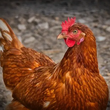EARL LA POULE D'OR