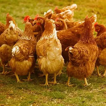 chickens-4145198__340