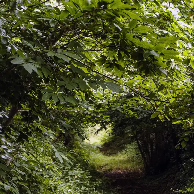 desertines-circuit-de-la-grande-haie---bocage-mayennais--2-