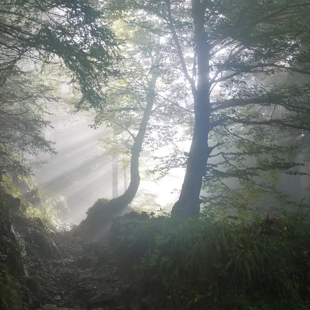 Découverte de la forêt Mervent en famille