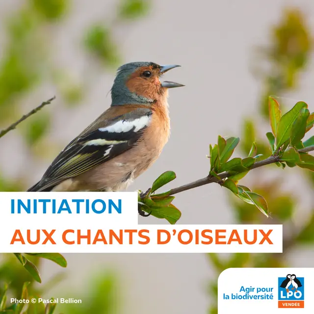 Sortie LPO