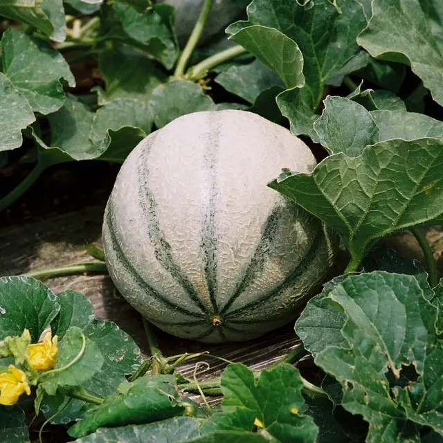 melon-de-la-venise-verte-doix-deg-85-1